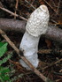 Another mushroom.JPG