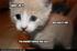 Mr Kitten.jpg