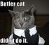 Butler Cat.jpg