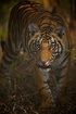 Tweaked Tiger.jpg