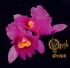 opeth - orchid.jpg
