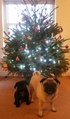 phoebe and ollie christmas BEST.JPG