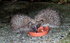 DSCF6996.JPG