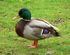 Canard_052006.JPG