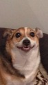 pooch.jpg