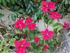 Poinsettia.jpg