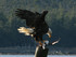 bald_eagle.jpg