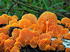 mushrooms-favolaschia-calocera.jpg