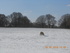 lone sheep in field.JPG