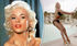 Jayne-Mansfield-Hollywood-legend-cover-girl-death-821291.jpg