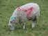 Banksied sheep.JPG