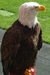 eddie.the.eagle
